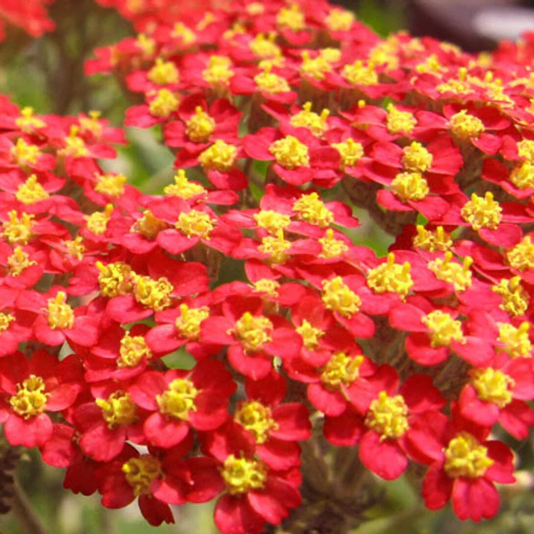 Red Yarrow Seeds | Non-GMO Achillea millefolium Herb Garden Plant for Flower Beds & Borders