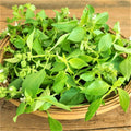 Lemon Basil Seeds - 200 Count Non-GMO Herb Seeds - Ocimum basilicum var. citriodorum for Culinary & Garden Use