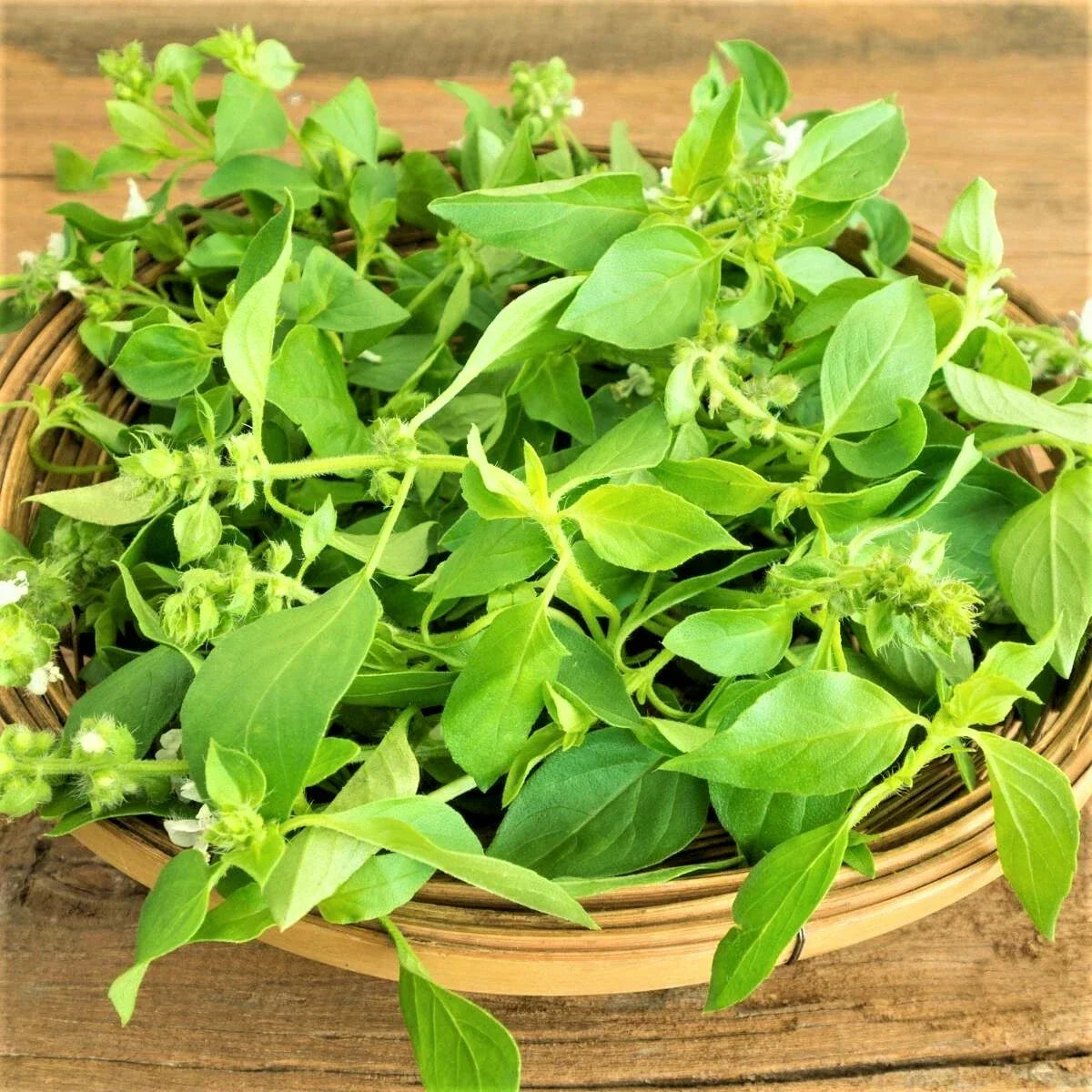 Lemon Basil Seeds - 200 Count Non-GMO Herb Seeds - Ocimum basilicum var. citriodorum for Culinary & Garden Use