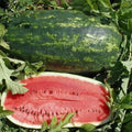 Kleckley's Sweet Watermelon Seeds – Heirloom, Large & Super Sweet, Citrullus lanatus, Pack of 10+ Seeds for Home Garden