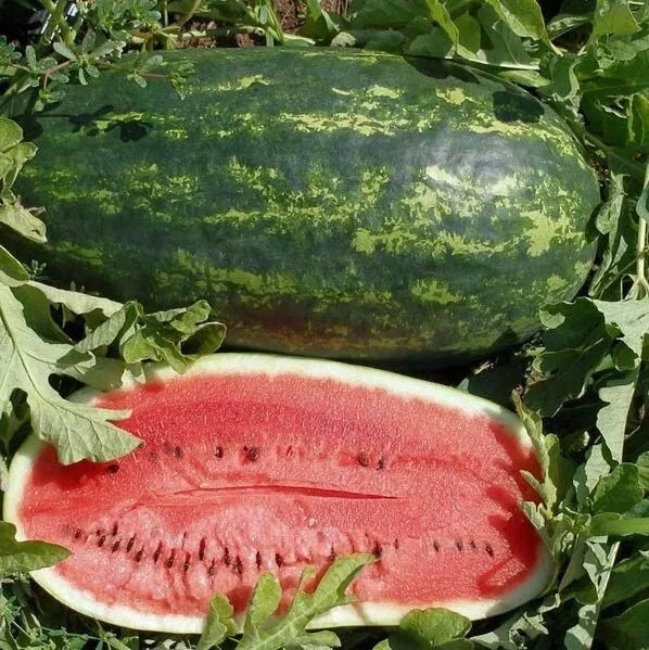 Kleckley's Sweet Watermelon Seeds – Heirloom, Large & Super Sweet, Citrullus lanatus, Pack of 10+ Seeds for Home Garden