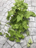 Sweet Potato Vine Plants - 6 Root Cuttings - Green Foliage - Ipomoea batatas - Easy to Grow Indoor Outdoor Garden