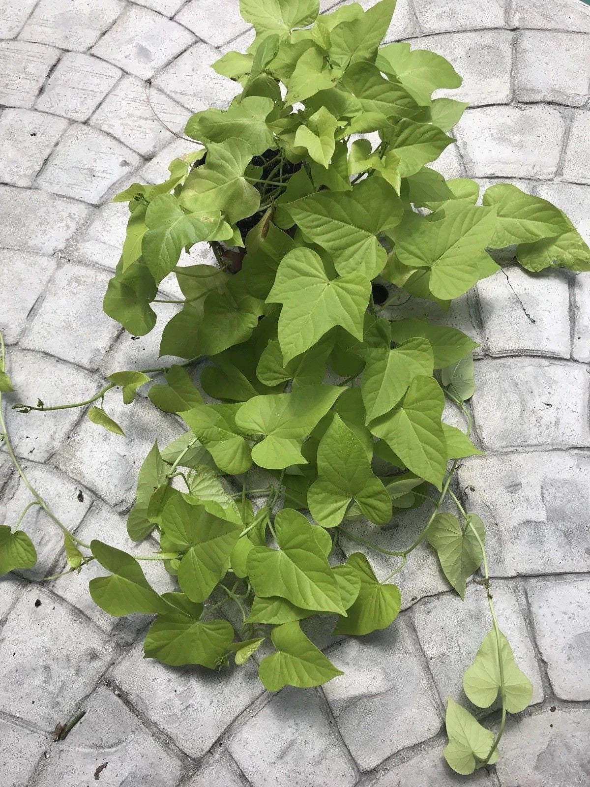 Sweet Potato Vine Plants - 6 Root Cuttings - Green Foliage - Ipomoea batatas - Easy to Grow Indoor Outdoor Garden
