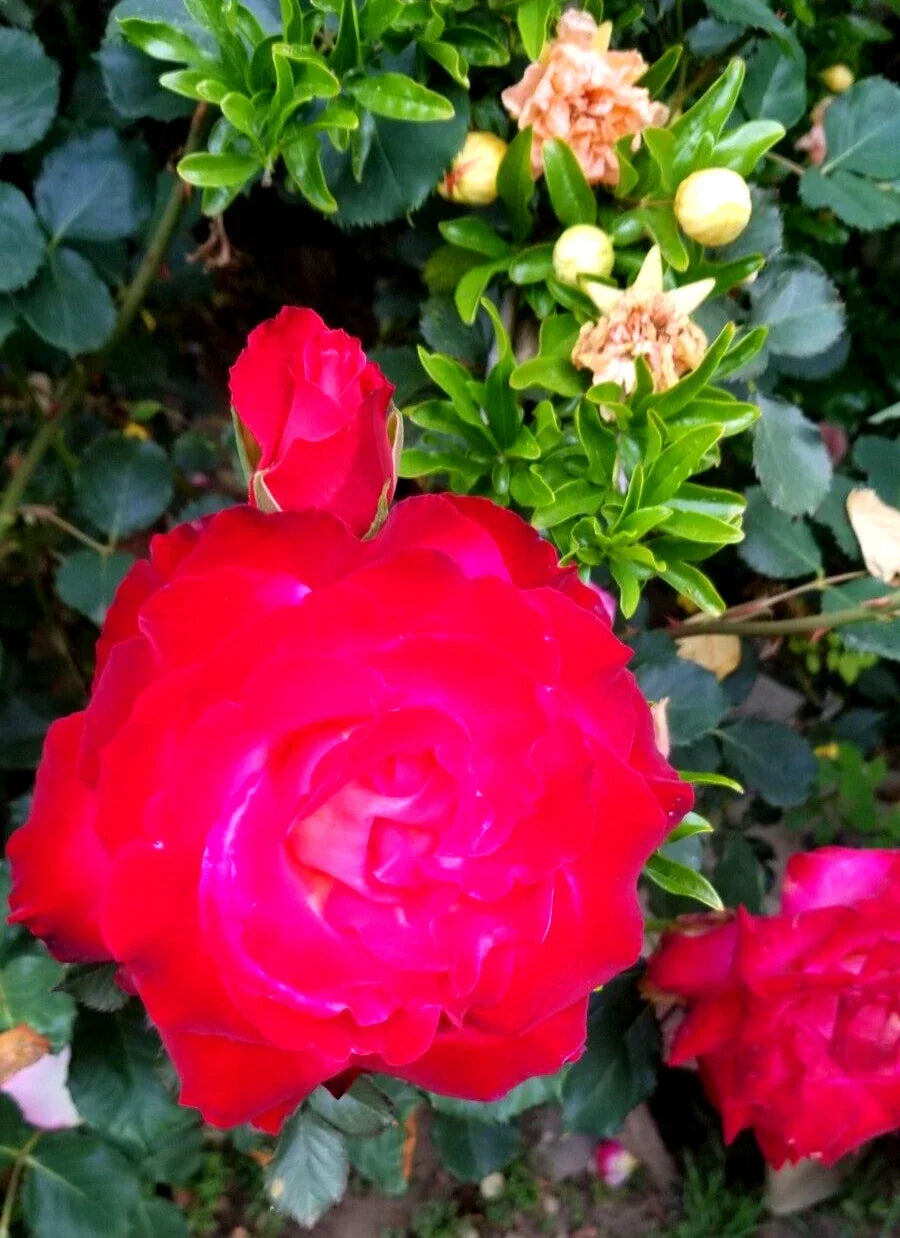 Classic Red Rose Cuttings - Fresh Live 3 Stem Rosa hybrid for Garden, Border, or Indoor Use