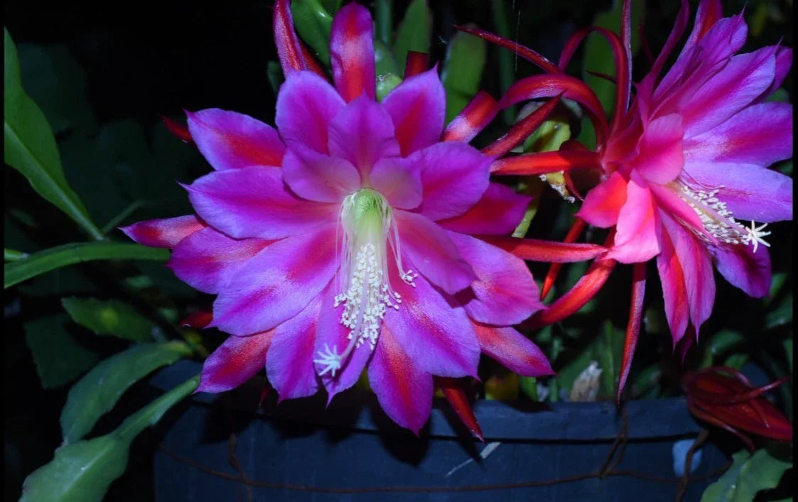 Epiphyllum Orchid Cactus Plant - Midnight Purple Variety - Exotic Houseplant - Epiphyllum spp.
