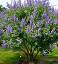 Chaste Tree Seeds, Vitex agnus-castus, Fast Growing, Edible Spice, Fragrant Flowers, Deciduous Shrub, Garden, Landscaping, 50+ Pack