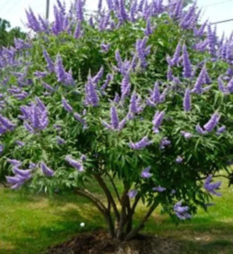 Chaste Tree Seeds, Vitex agnus-castus, Fast Growing, Edible Spice, Fragrant Flowers, Deciduous Shrub, Garden, Landscaping, 50+ Pack