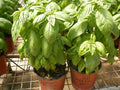 Organic Basil Seeds 100 Count - Super Sweet Ashalim - Ocimum basilicum - Herb Garden Starter for Culinary Use