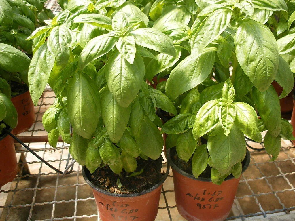 Organic Basil Seeds 100 Count - Super Sweet Ashalim - Ocimum basilicum - Herb Garden Starter for Culinary Use