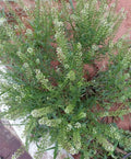 Organic Peppergrass Seeds - Virginia Pepperweed Herb - Non-GMO, 100+ Seeds for Home Gardening, Lepidium virginicum