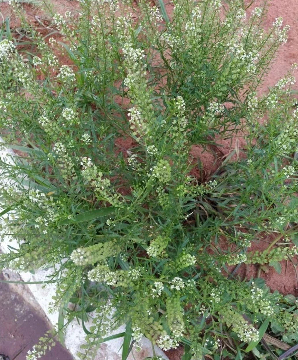 Organic Peppergrass Seeds - Virginia Pepperweed Herb - Non-GMO, 100+ Seeds for Home Gardening, Lepidium virginicum