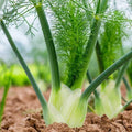 Florence Fennel Seeds - Premium Foeniculum vulgare var. dulce Herb Seeds for Garden Planting 2025