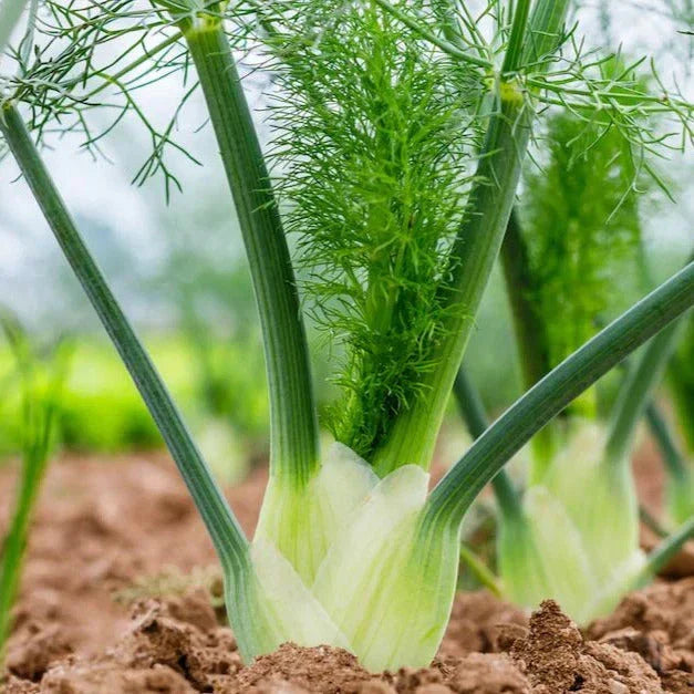Florence Fennel Seeds - Premium Foeniculum vulgare var. dulce Herb Seeds for Garden Planting 2025