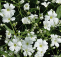 Baby's Breath Seeds, 500 Pack, White Gypsophila elegans, Annual Flower for Gardens & Cut Flowers