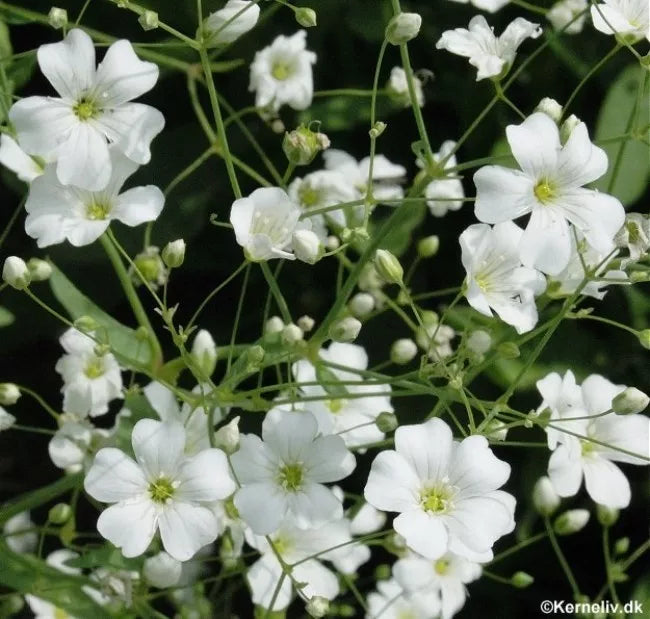 Baby's Breath Seeds, 500 Pack, White Gypsophila elegans, Annual Flower for Gardens & Cut Flowers
