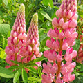 Lupine Seeds - Chatelaine Pink Russell Variety - Pink and White Flowers - Lupinus polyphyllus - Perennial Garden Seeds