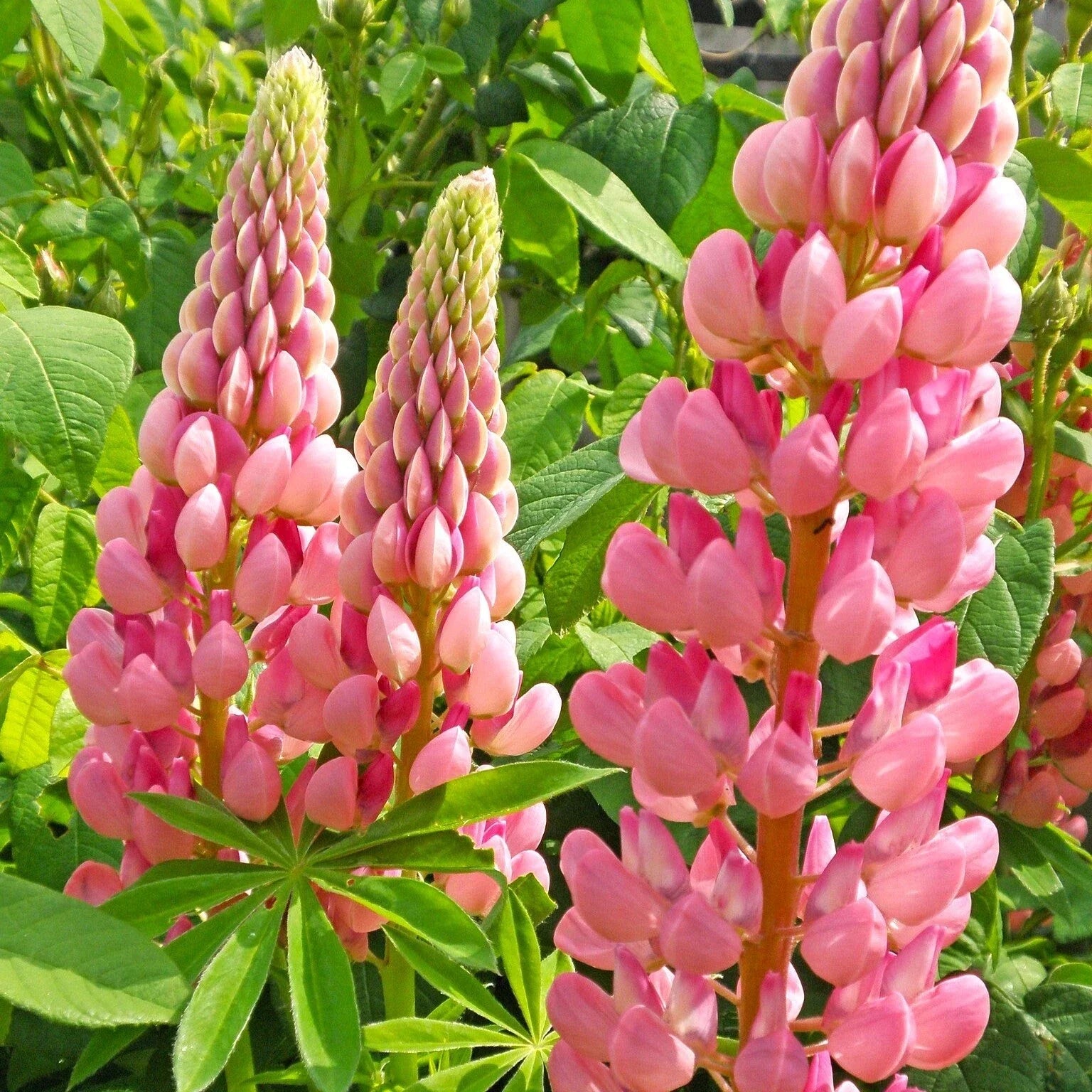 Lupine Seeds - Chatelaine Pink Russell Variety - Pink and White Flowers - Lupinus polyphyllus - Perennial Garden Seeds