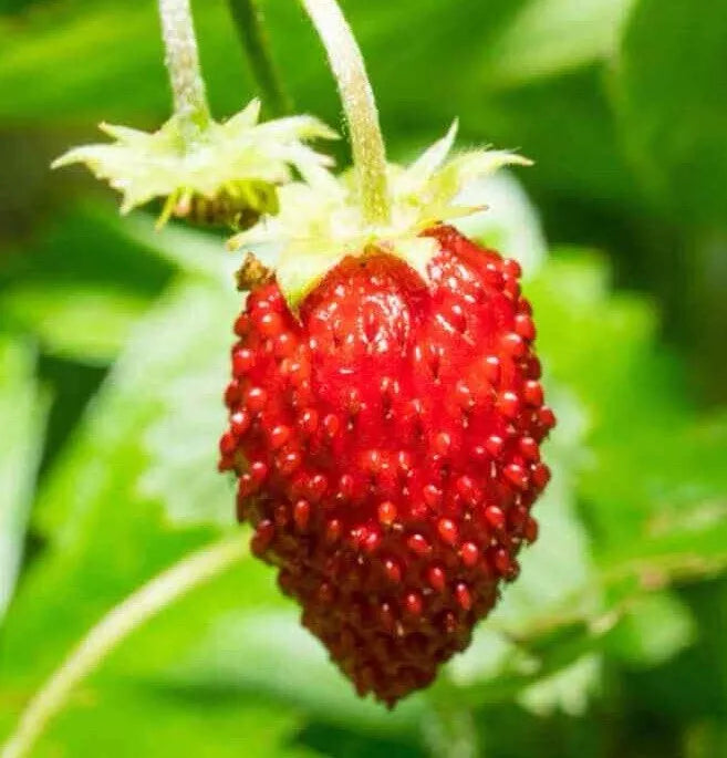 Wild Strawberry Seeds - Groundcover, Fragaria Vesca Baron Solemacher, 100+ Seeds