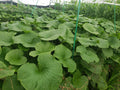 Japanese Wasabi Plantlets - Edible Perennial Mazuma Variety - Wasabia japonica, Fresh Culinary Herb, Growing Kit