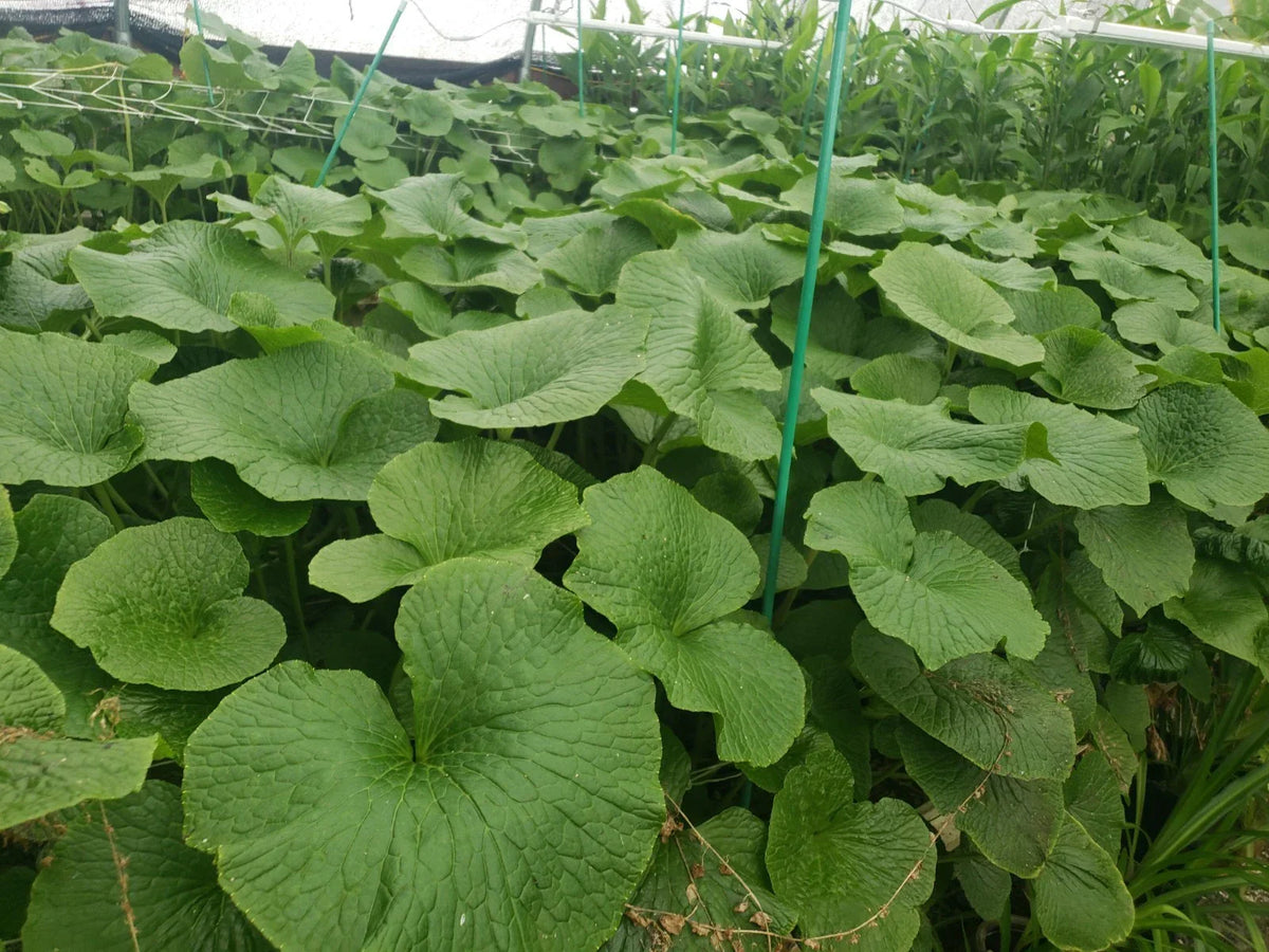 Japanese Wasabi Plantlets - Edible Perennial Mazuma Variety - Wasabia japonica, Fresh Culinary Herb, Growing Kit