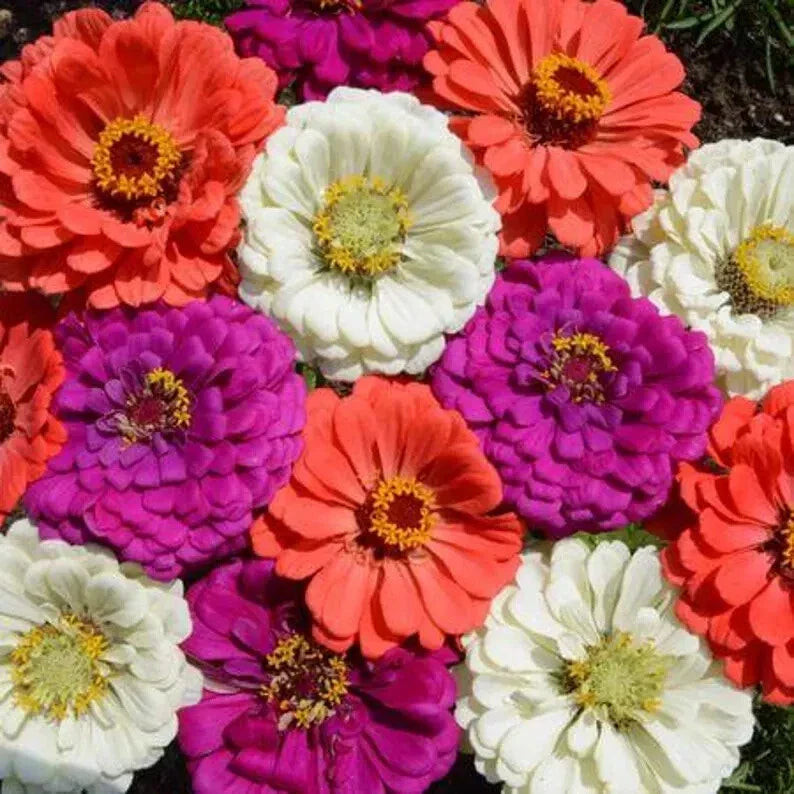 Organic Zinnia Seeds Mix - 100 Varieties for Gardens, Borders & Containers - Zinnia elegans Seed Packet