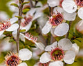 Manuka Tea Tree Seeds – Leptospermum scoparium, Medicinal & Honey Production, 100+ Seeds for Gardening & Herbal Tea