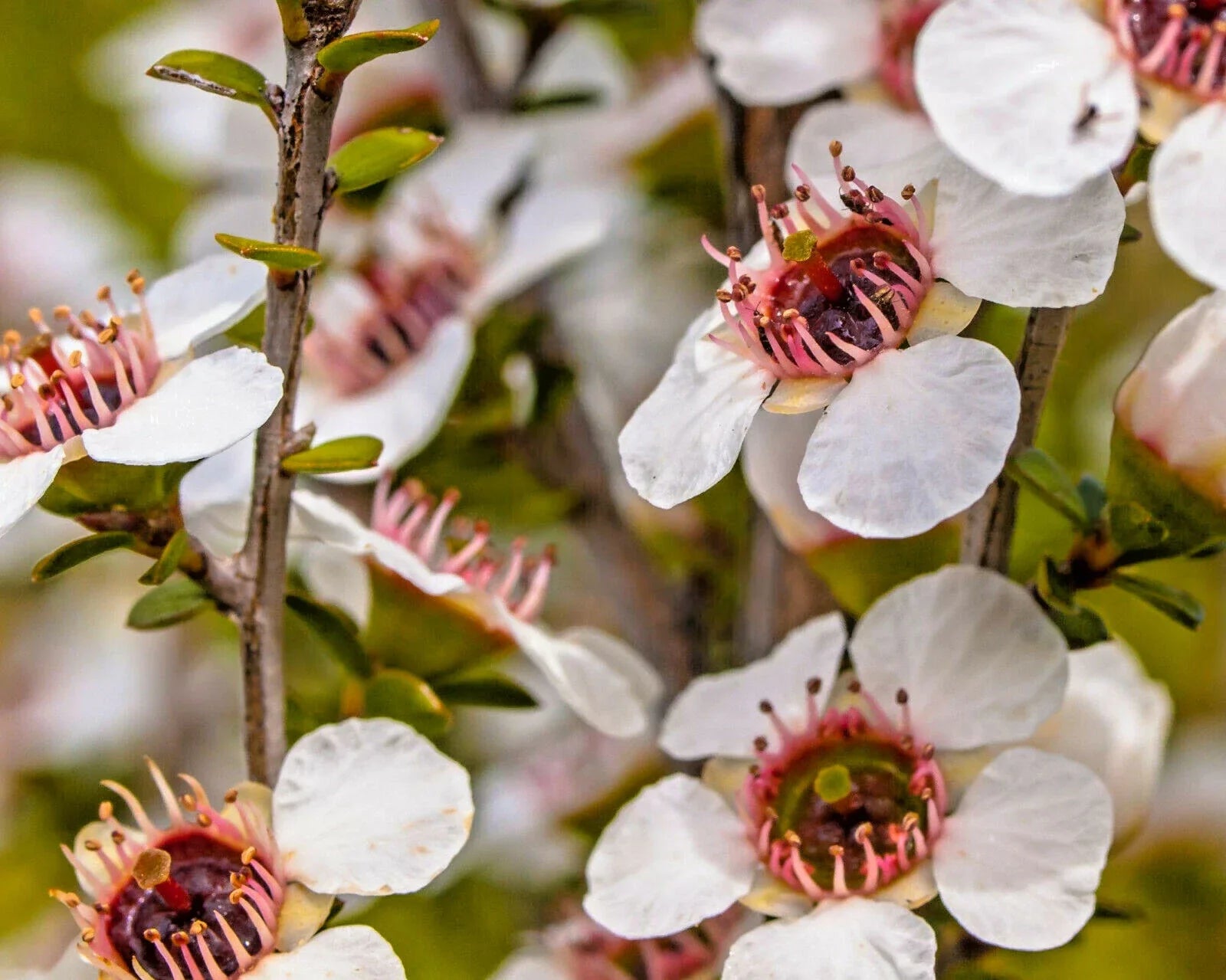 Manuka Tea Tree Seeds – Leptospermum scoparium, Medicinal & Honey Production, 100+ Seeds for Gardening & Herbal Tea