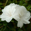 Encore Autumn Moonlight Azalea Starter Plant | Deciduous Rhododendron