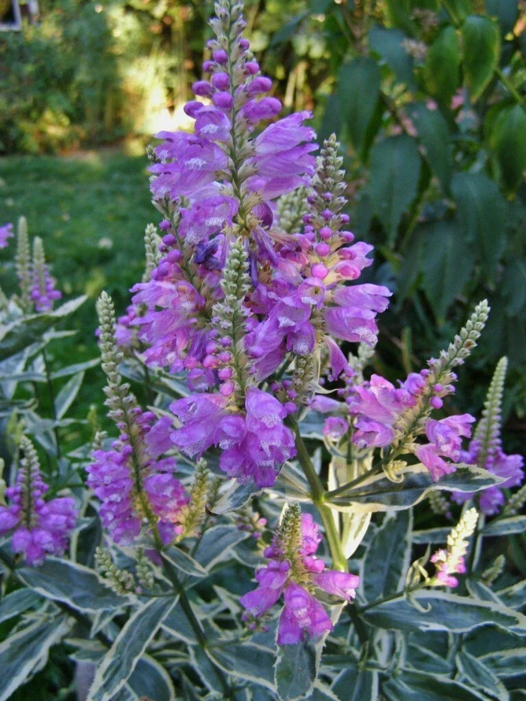 Obedient Plant Variegata Live Plant in Pot with Pink Flowers, Physostegia virginiana var. albiflora