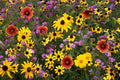 Perennial Wildflower Seed Mix – Native, Eco-Friendly, Pollinator-Friendly, All Varieties, Garden, Naturalizing, 100 sq ft