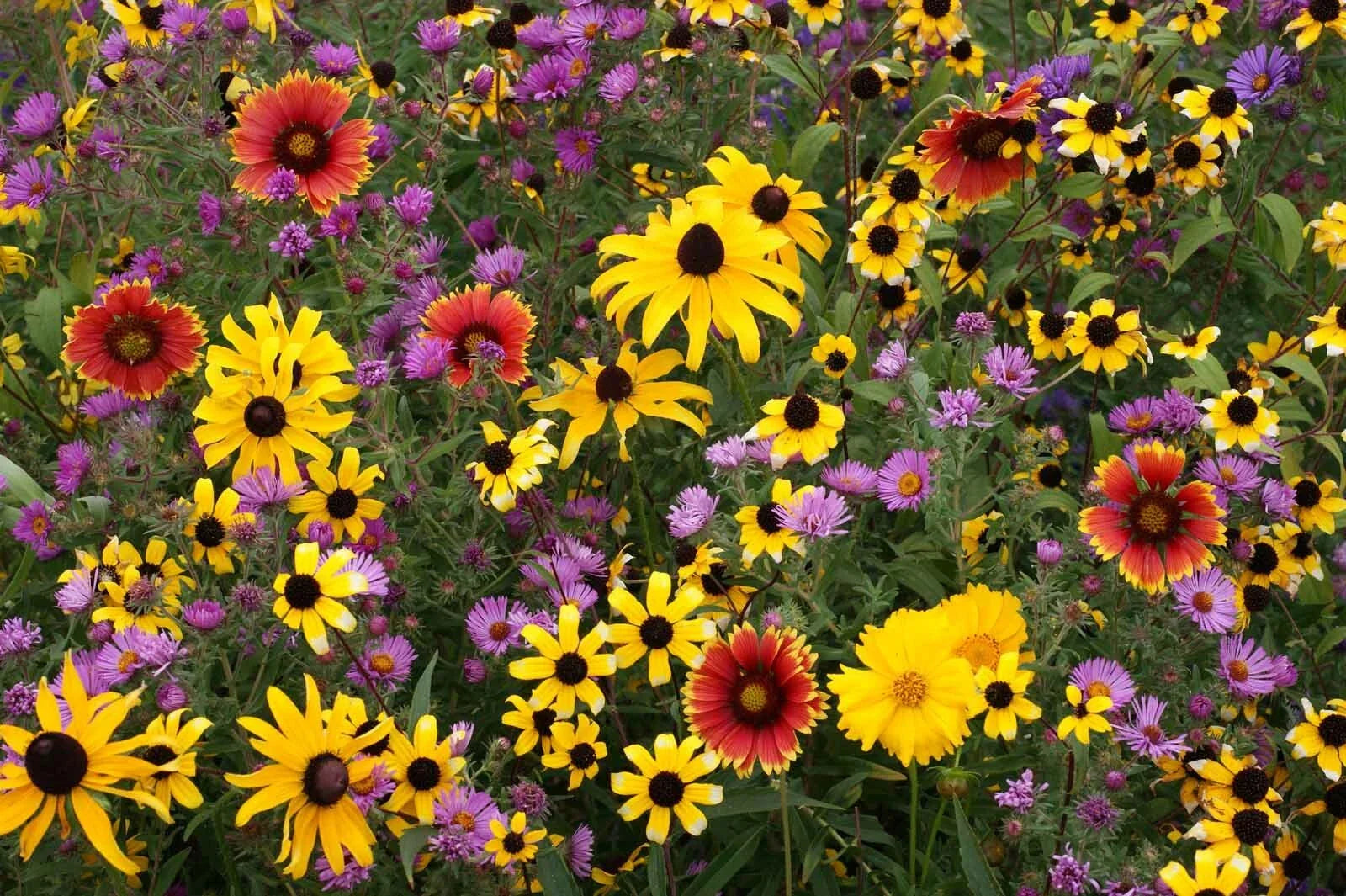 Perennial Wildflower Seed Mix – Native, Eco-Friendly, Pollinator-Friendly, All Varieties, Garden, Naturalizing, 100 sq ft