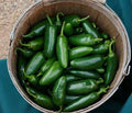 Jalapeno Pepper Seeds - 100+ Heirloom Non-GMO Capsicum annuum Chili Seeds for Salsas & Grilling