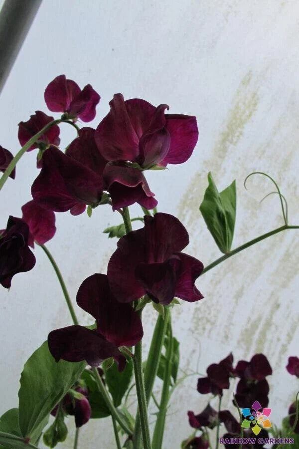 Montpellier Sweet Pea Seeds - 50+ Pack, Fragrant Climbing Vines, Lathyrus odoratus, Garden Planting, Non-GMO, USA