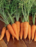 Danvers 126 Carrot Seeds - 1000 Non-GMO Organic Heirloom Daucus carota for Vegetable Garden, Full Sun, Easy to Grow