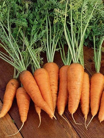 Danvers 126 Carrot Seeds - 1000 Non-GMO Organic Heirloom Daucus carota for Vegetable Garden, Full Sun, Easy to Grow
