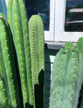 Cactus Cuttings 14-18 Inch Variety with Freebies - Succulent Plant Cuttings
