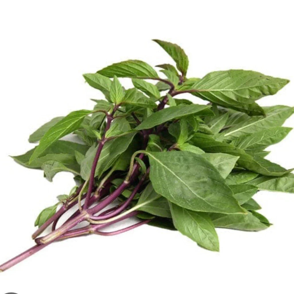Thai Basil Seeds - 100+ Organic Non-GMO Heirloom Seeds - Ocimum basilicum var. thyrsiflora for Culinary Gardens