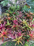Tropical Bromeliads Plant Collection – 5 Potted Neoregelia, Billbergia, Aechmea Varieties for Indoor Decor