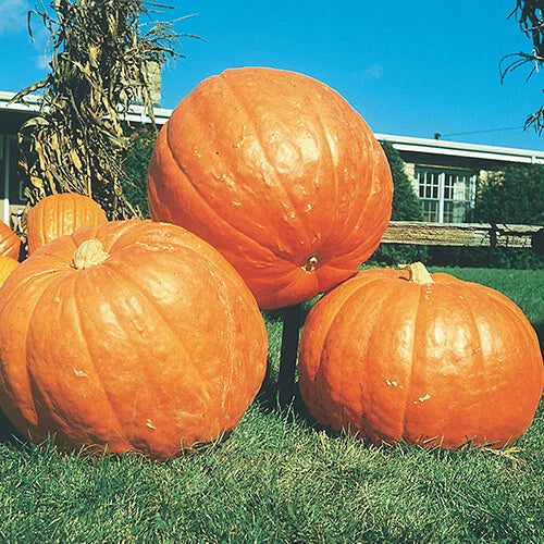 Big Max Pumpkin Seeds Pack of 100+ Heirloom Non-GMO Cucurbita maxima for Giant Pumpkins