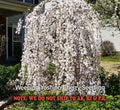 Weeping Yoshino Cherry Tree Live Plant in 2.5" Pot Pink Spring Blooms Prunus serrulata