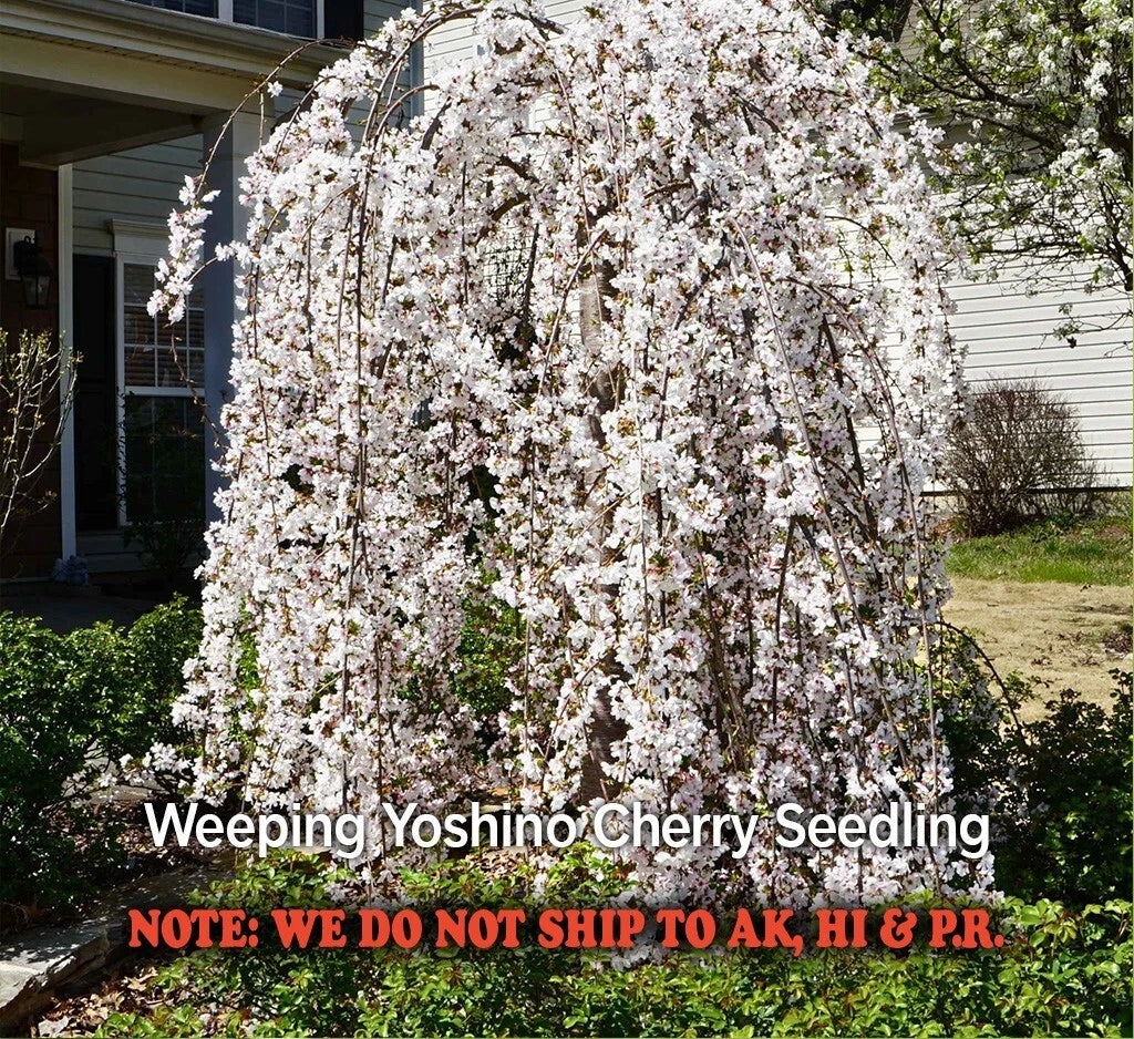Weeping Yoshino Cherry Tree Live Plant in 2.5" Pot Pink Spring Blooms Prunus serrulata