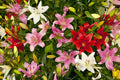 Asiatic Lily Bulbs - 6 Fresh Planting Bulbs, Easy to Grow, Vibrant Colors, Lilium Asiatic, Made in USA