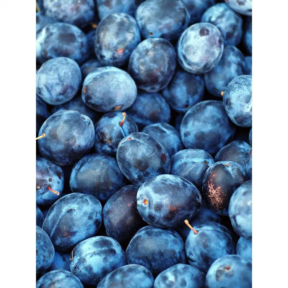 Dwarf Italian Plum Tree Bare Root – Prunus domestica 'Dwarf Italian' – Fruiting Variety for Small Gardens
