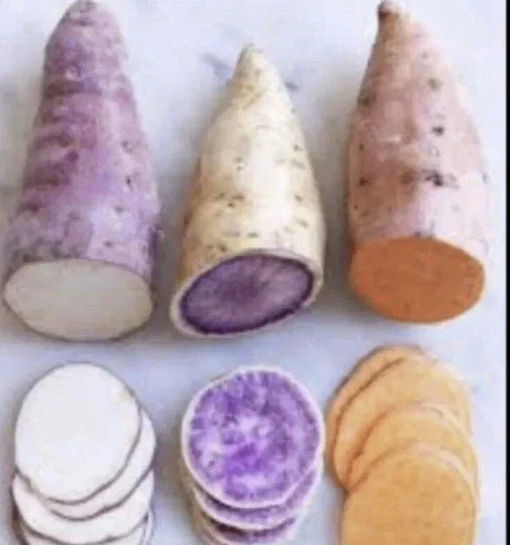 Sweet Potato Slips 15 Pack Red Japanese Okinawa Beauregard Ipomoea batatas for Garden & Container Planting