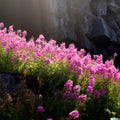 Fireweed Seeds Bulk – Perennial Herb, Rosebay, Chamerion angustifolium, 500+ Seeds for Gardens & Natural Landscapes