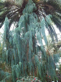 Kashmir Cypress Seeds - Cupressus cashmeriana - Evergreen Tree for Landscaping & Gardens - 30 Seeds