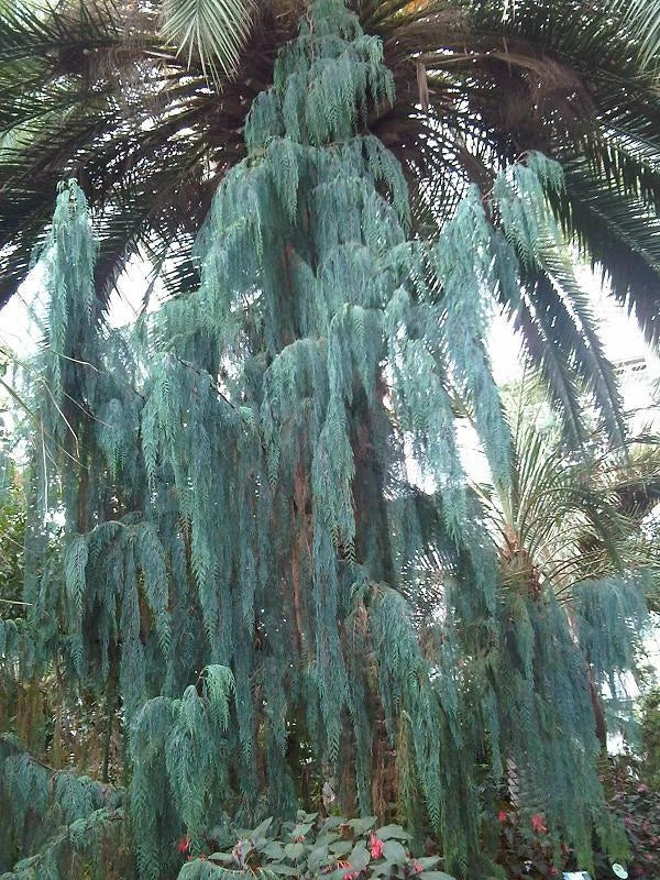 Kashmir Cypress Seeds - Cupressus cashmeriana - Evergreen Tree for Landscaping & Gardens - 30 Seeds