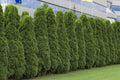 American Arborvitae Tree Seeds 50 Count | Thuja occidentalis | Evergreen for Landscaping, Privacy Screen