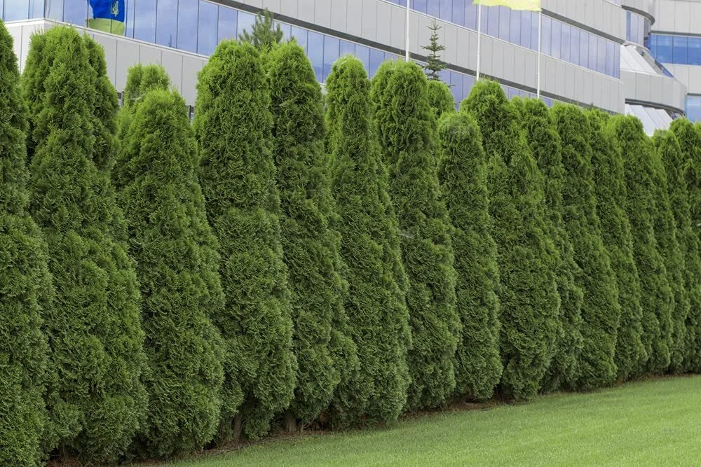 American Arborvitae Tree Seeds 50 Count | Thuja occidentalis | Evergreen for Landscaping, Privacy Screen