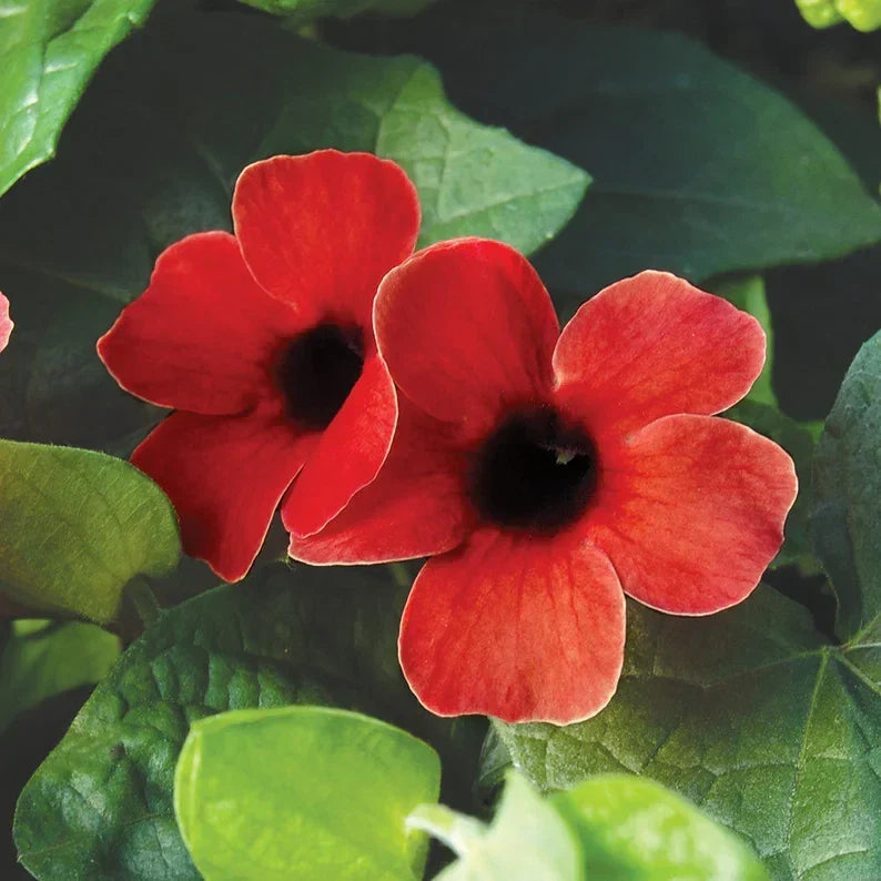 Black Eyed Susan Vine ‘Sunny Susy Cherry’ Climbing Live Starter Plant Thunbergia alata Red Flowers